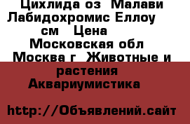 Цихлида оз. Малави Лабидохромис Еллоу, 4-5 см › Цена ­ 100 - Московская обл., Москва г. Животные и растения » Аквариумистика   